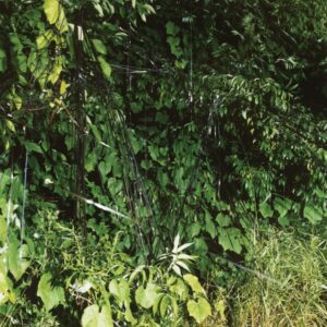 Battles – EP C / B EP